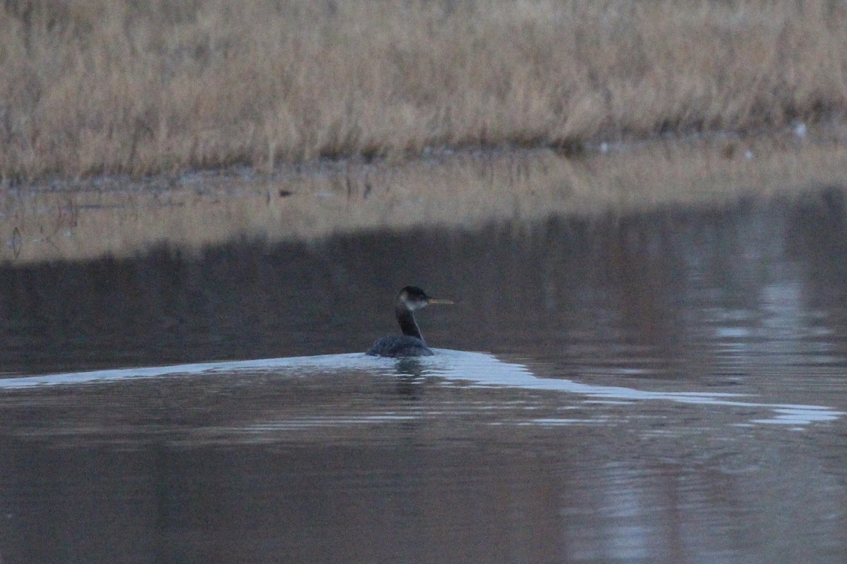 Red-necked Grebe - Jodhan Fine