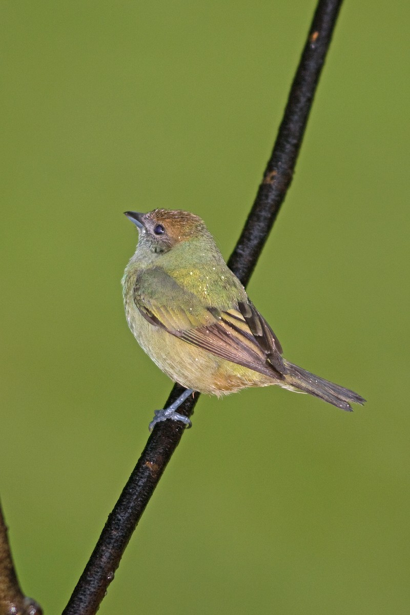 Burnished-buff Tanager - ML51506161