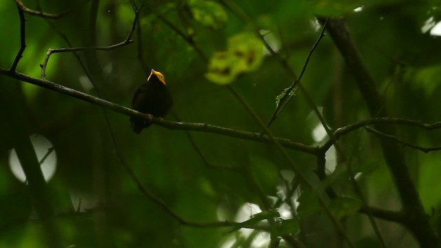 Golden-headed Manakin - ML515062