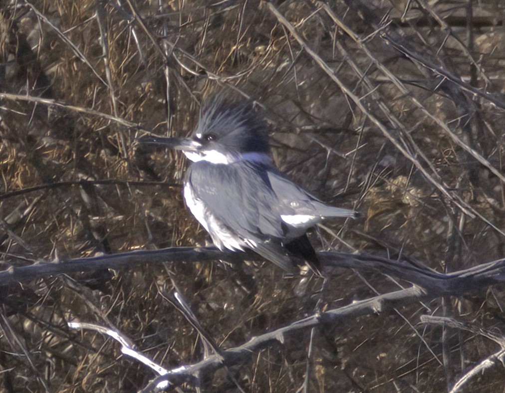 Belted Kingfisher - ML515062261