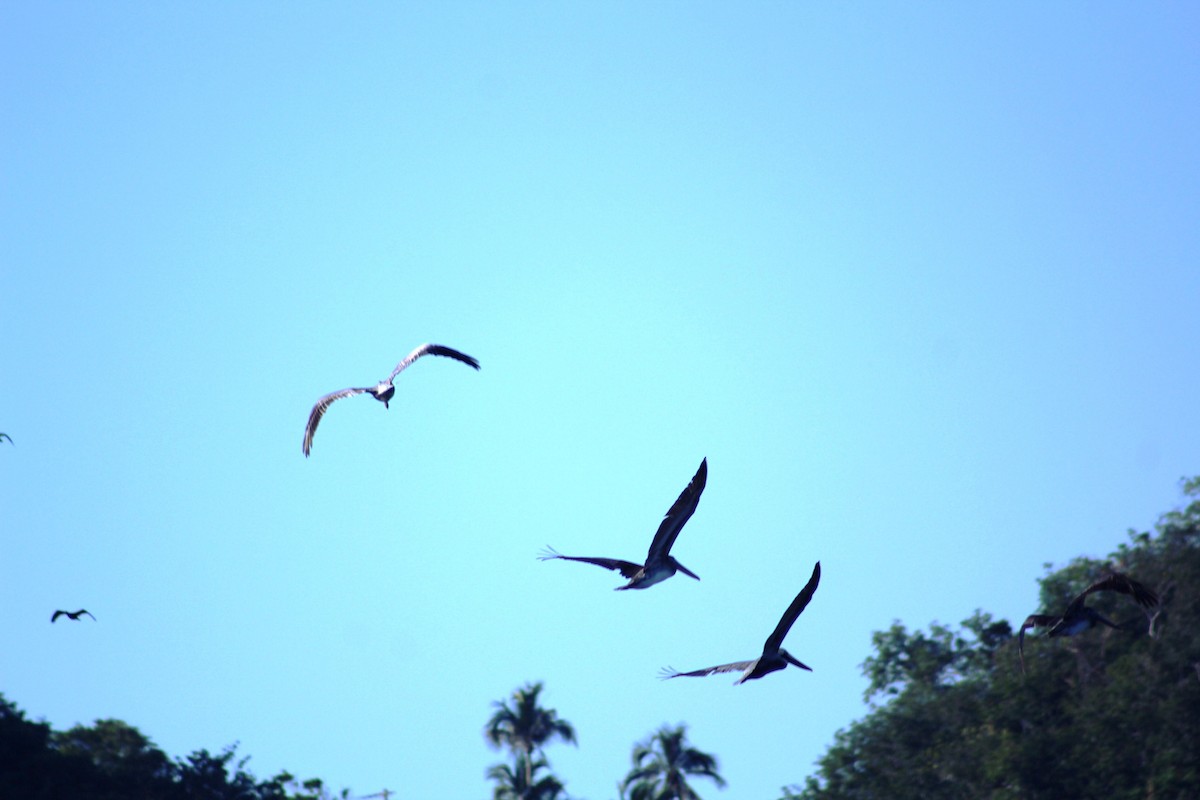 Brown Pelican - juventino chavez