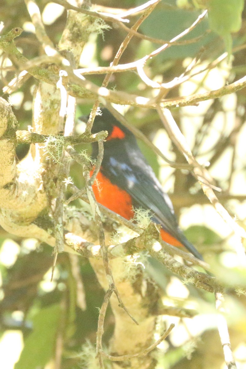 Scarlet-bellied Mountain Tanager - ML515063191