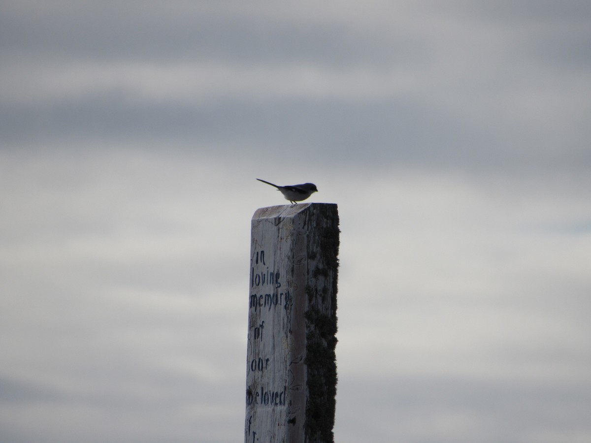 Loggerhead Shrike - ML515063361