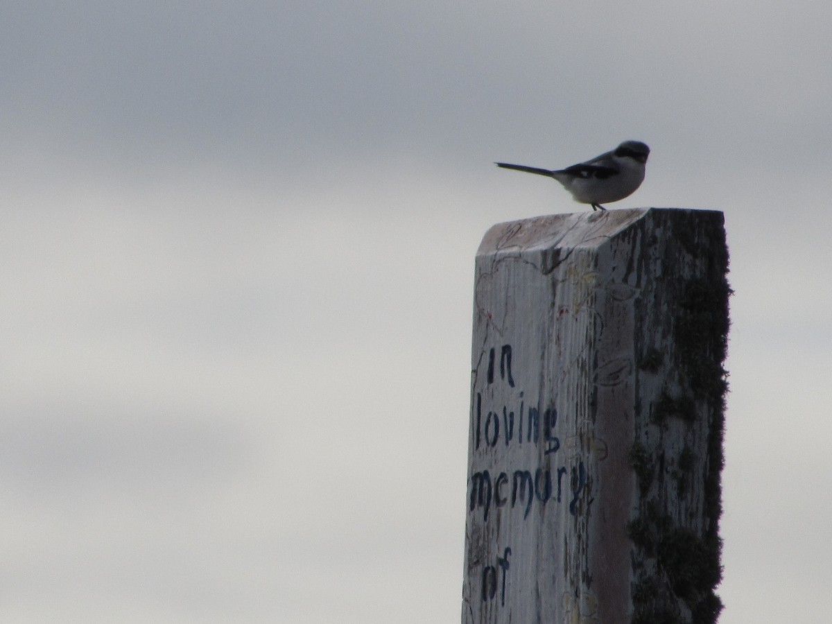 Loggerhead Shrike - ML515063371