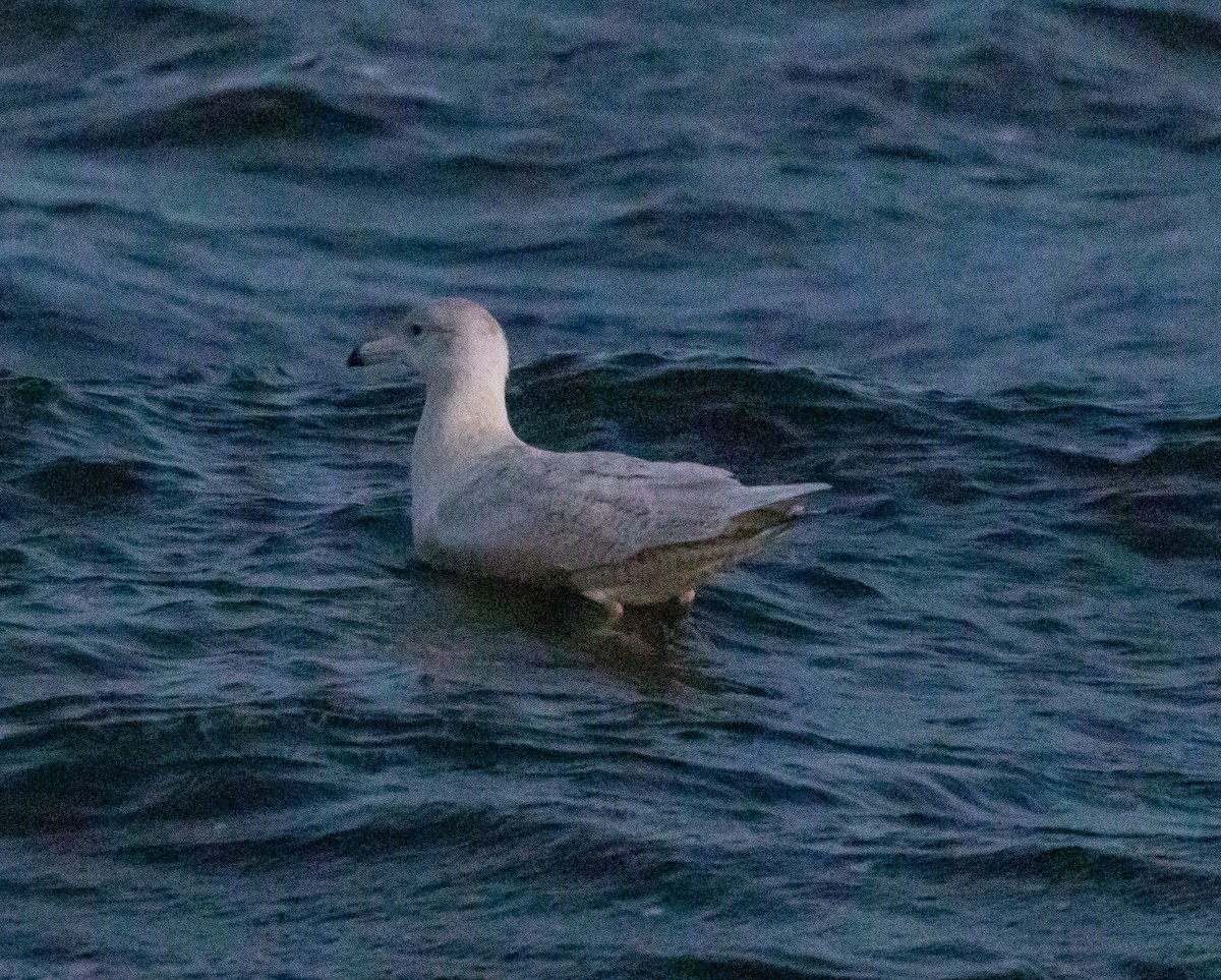 Glaucous Gull - ML515063381