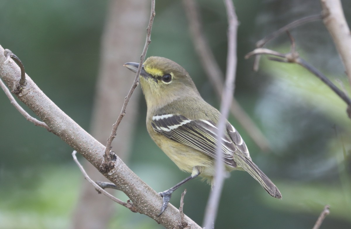 Thick-billed Vireo - ML515063561
