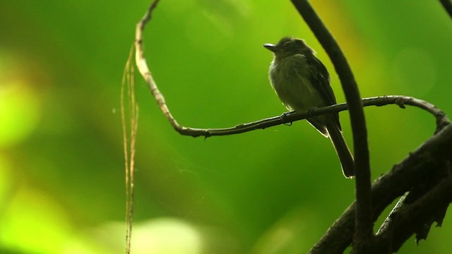 Western Olivaceous Flatbill - ML515064