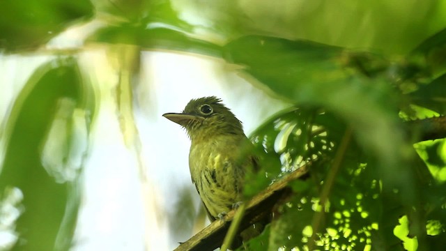 Western Olivaceous Flatbill - ML515065