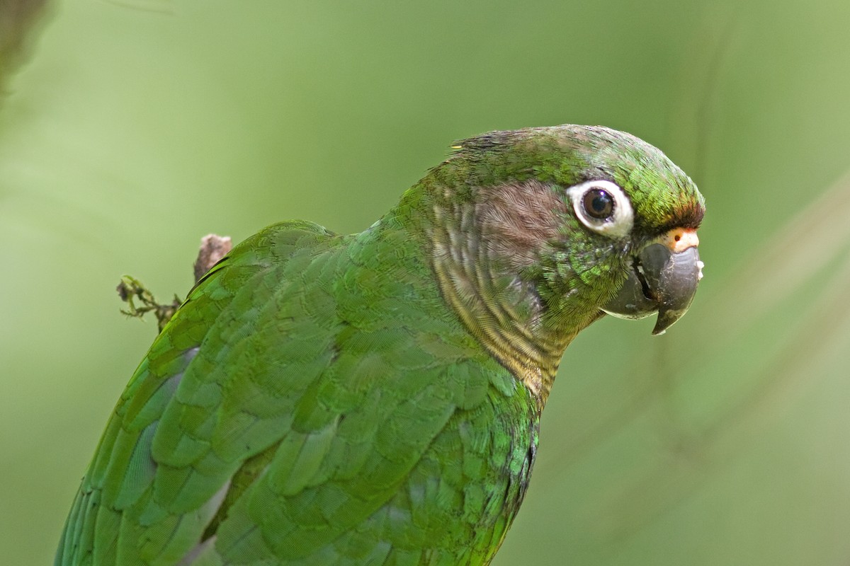 Conure de Vieillot - ML51506571