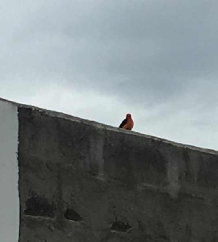 Vermilion Flycatcher - ML515066131