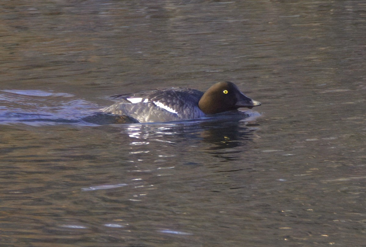 Common Goldeneye - Sue Riffe