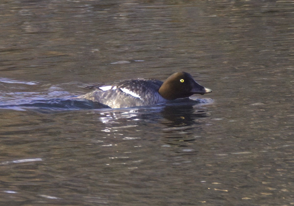 Common Goldeneye - Sue Riffe