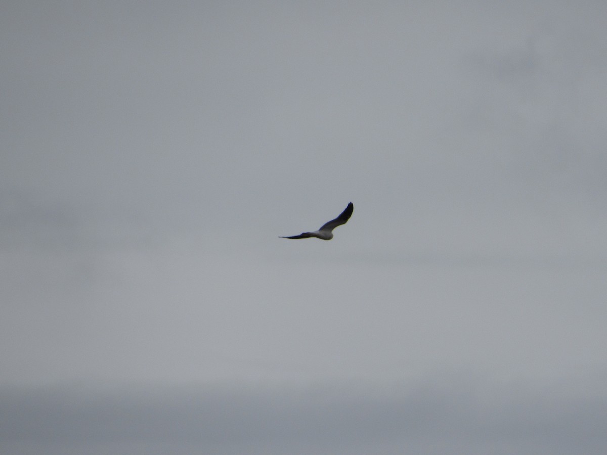 White-tailed Kite - ML515068691
