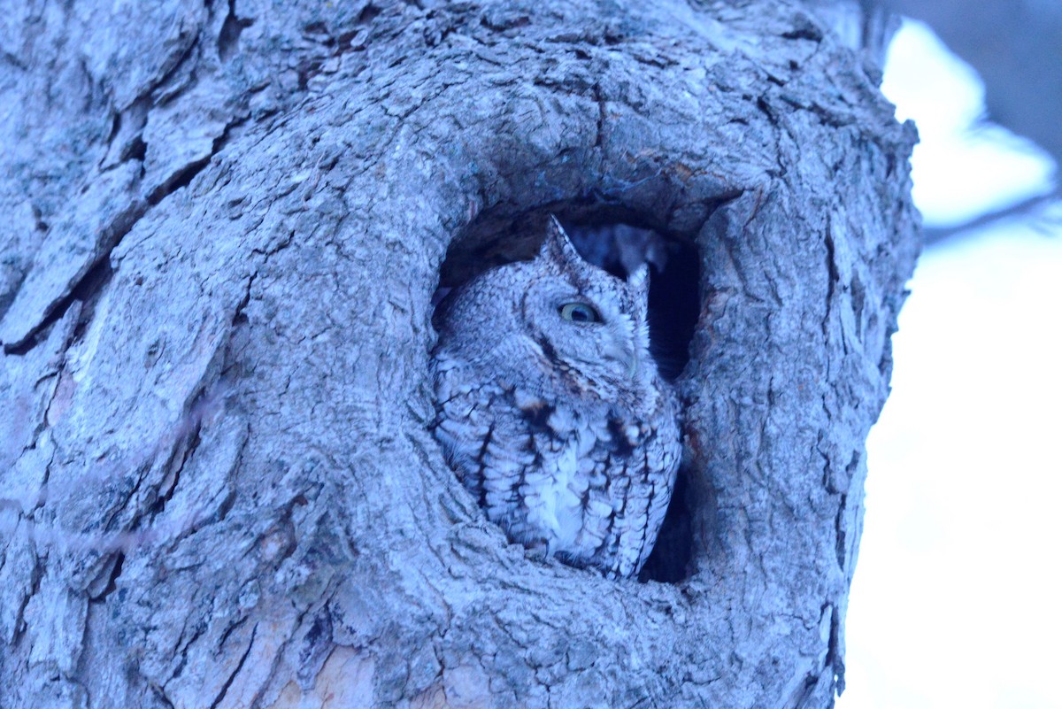 Eastern Screech-Owl - ML515070681