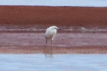 Little Blue Heron - ML515074031