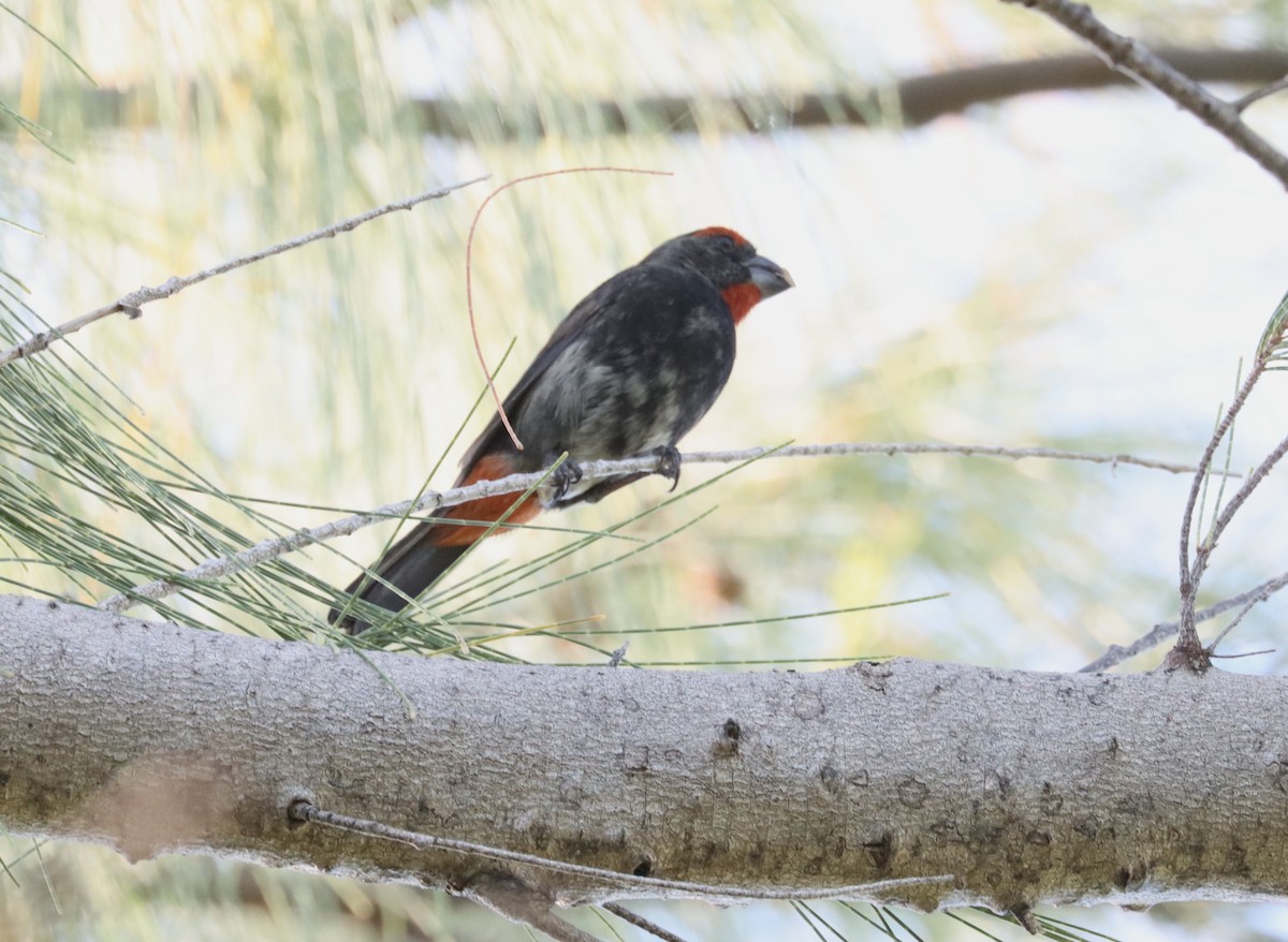 Greater Antillean Bullfinch - ML515074341