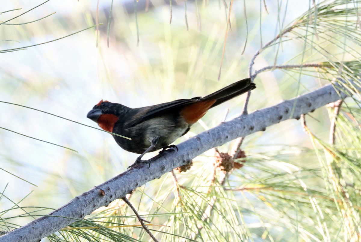 Greater Antillean Bullfinch - ML515074541