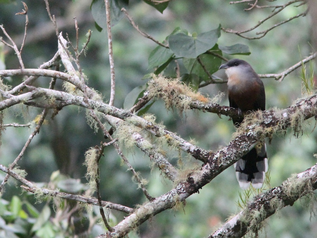 Chestnut-bellied Cuckoo - Larry Therrien