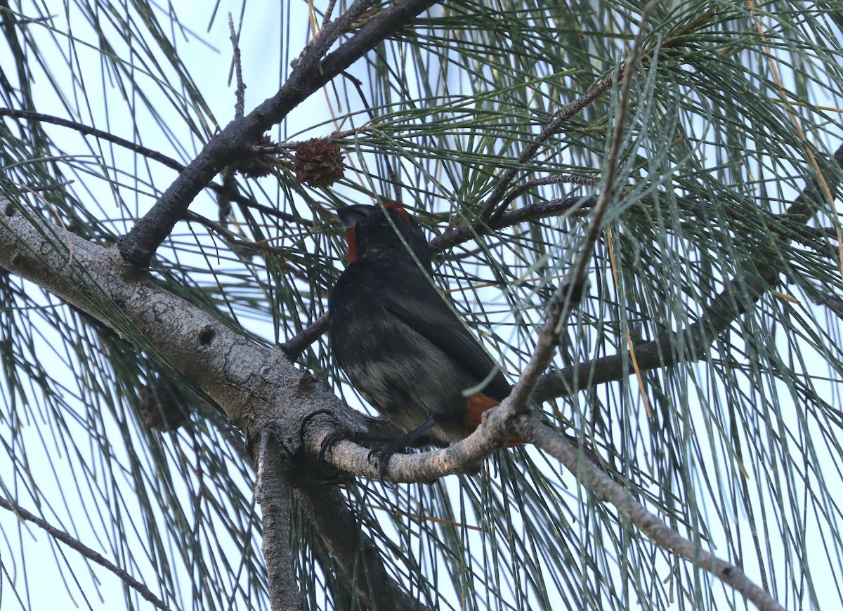 Greater Antillean Bullfinch - ML515075151