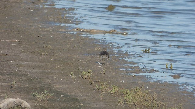 Weißbürzel-Strandläufer - ML515075201