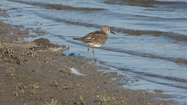 Weißbürzel-Strandläufer - ML515075221