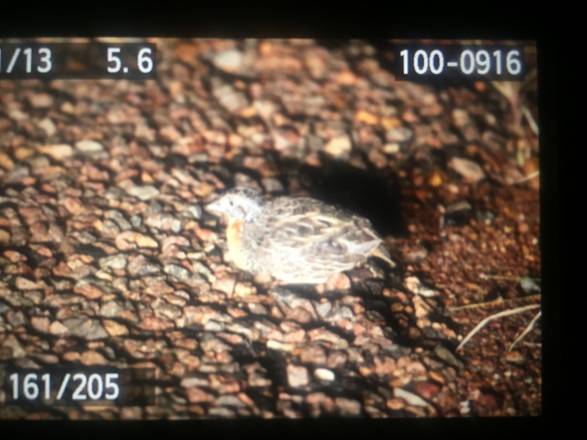 Red-chested Buttonquail - ML51507811