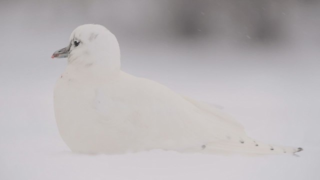 Ivory Gull - ML515078581