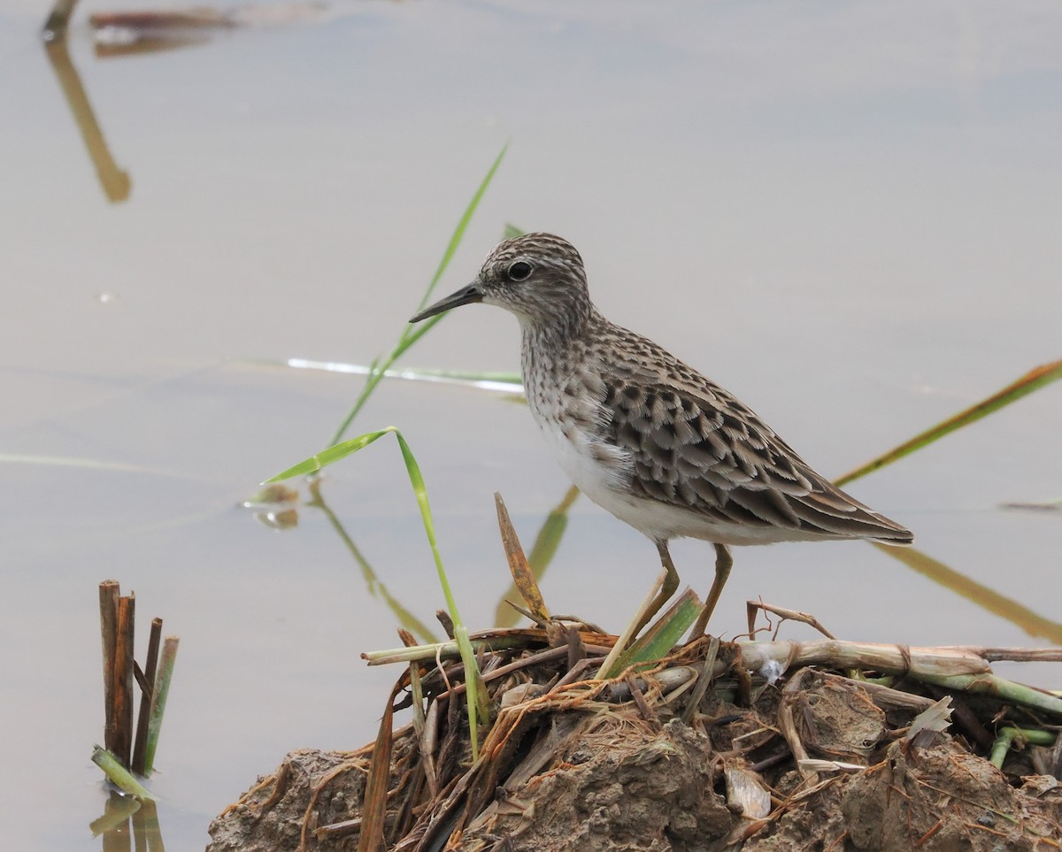 langtåsnipe - ML515078961