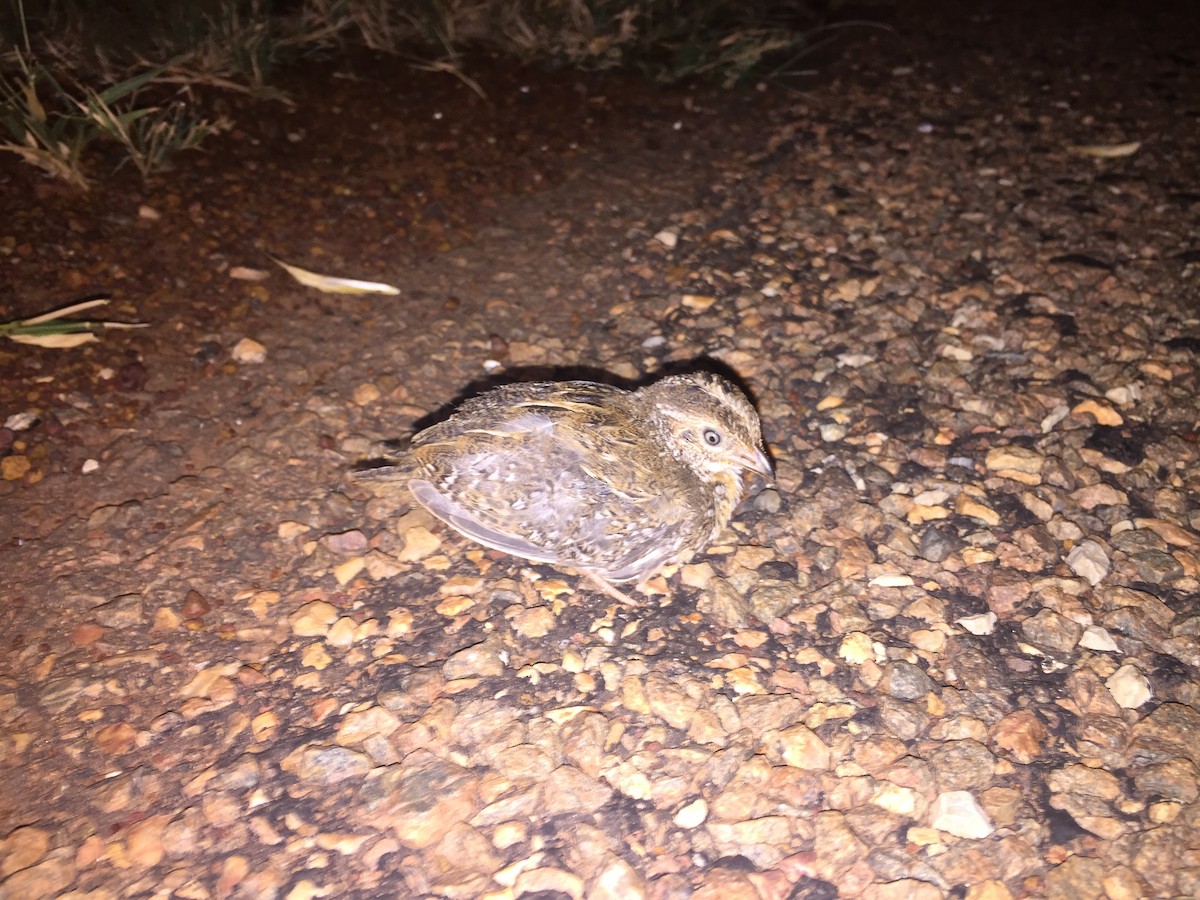 Red-chested Buttonquail - ML51507911