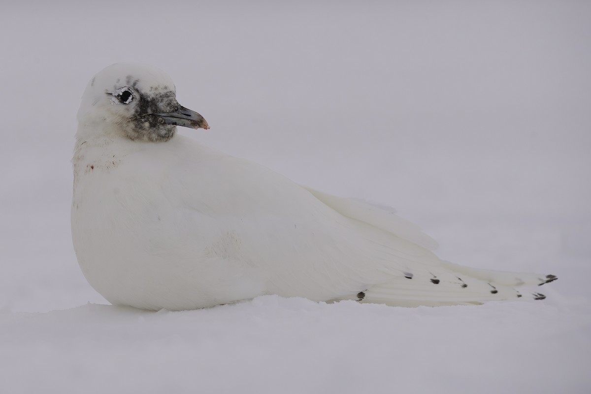 Ivory Gull - ML515079201