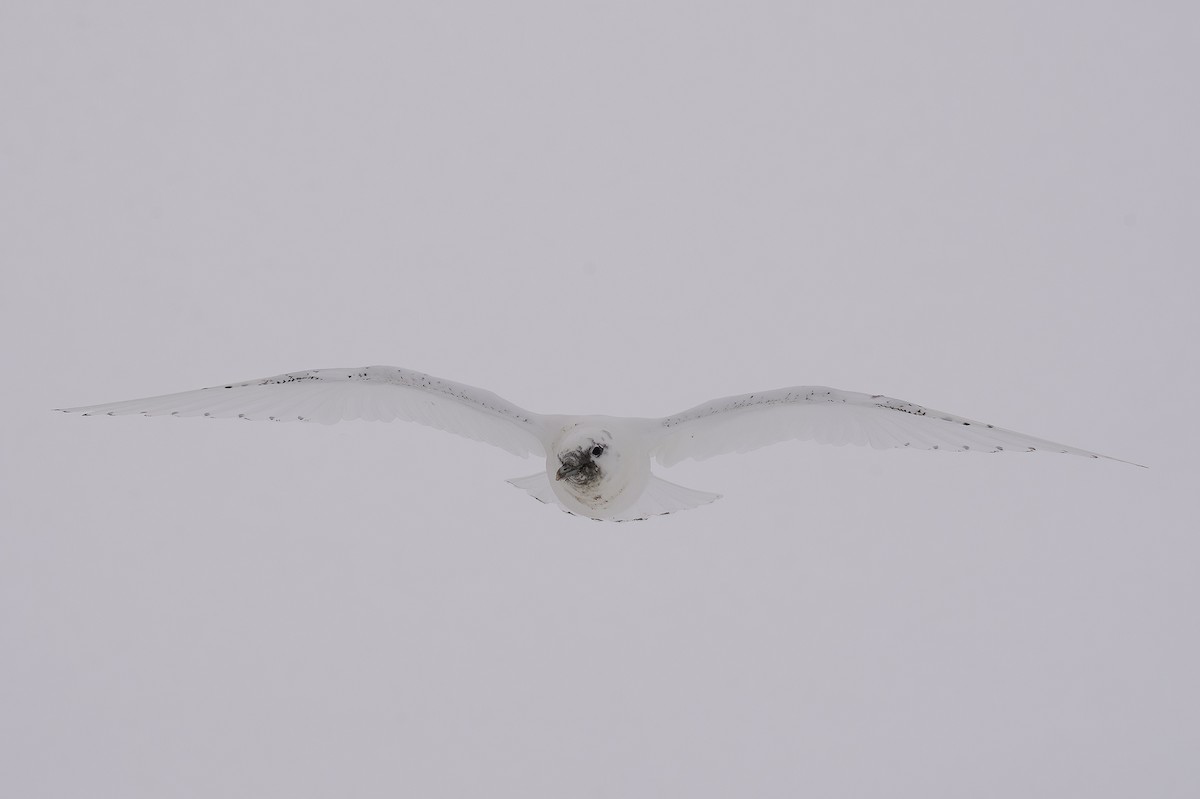 Ivory Gull - Cam Nikkel