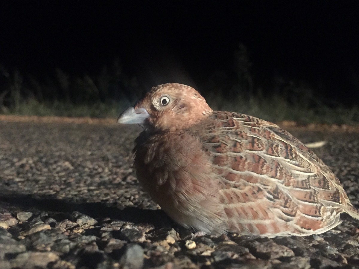 Little Buttonquail - Marc Gardner