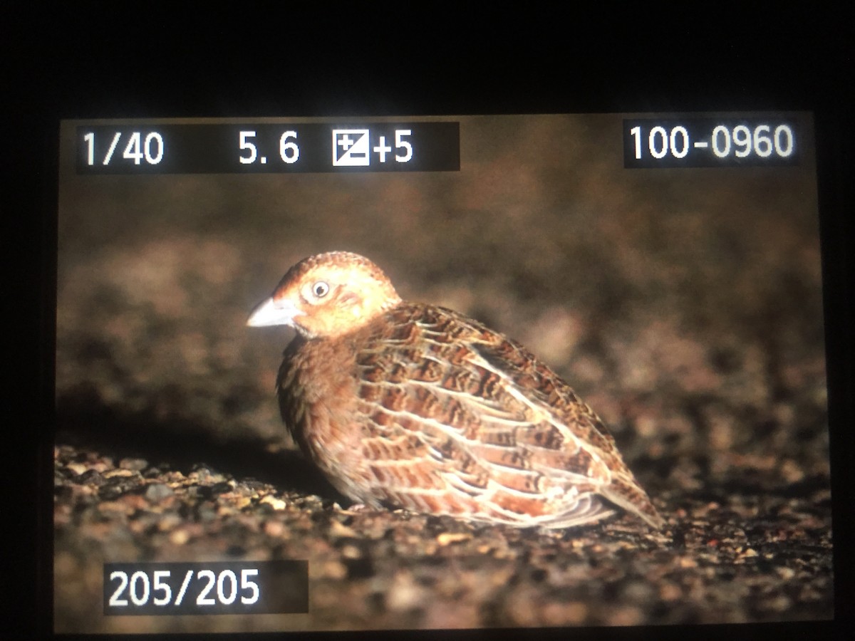 Little Buttonquail - ML51507951