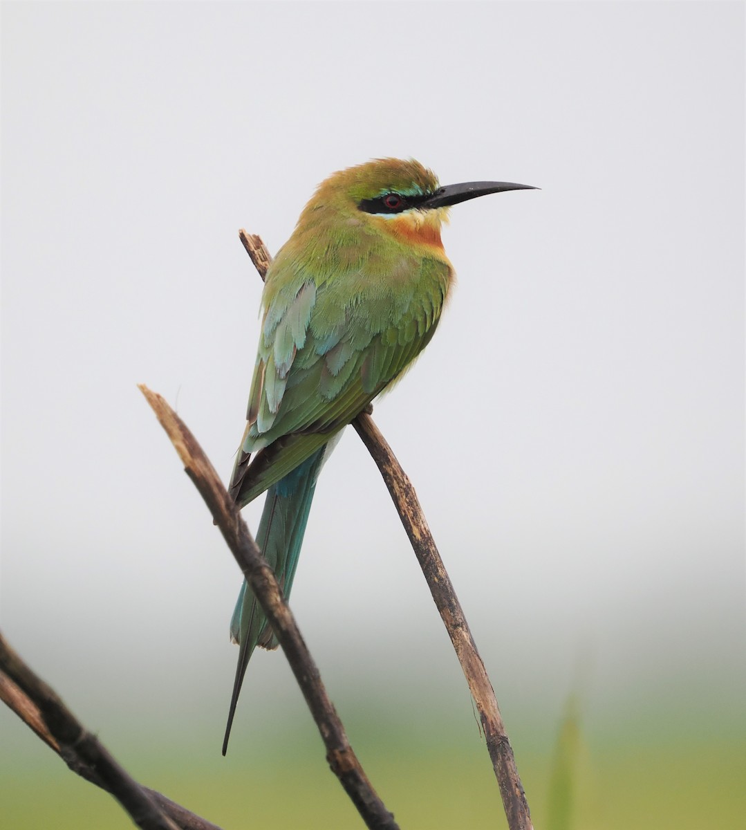 Blue-tailed Bee-eater - ML515079581