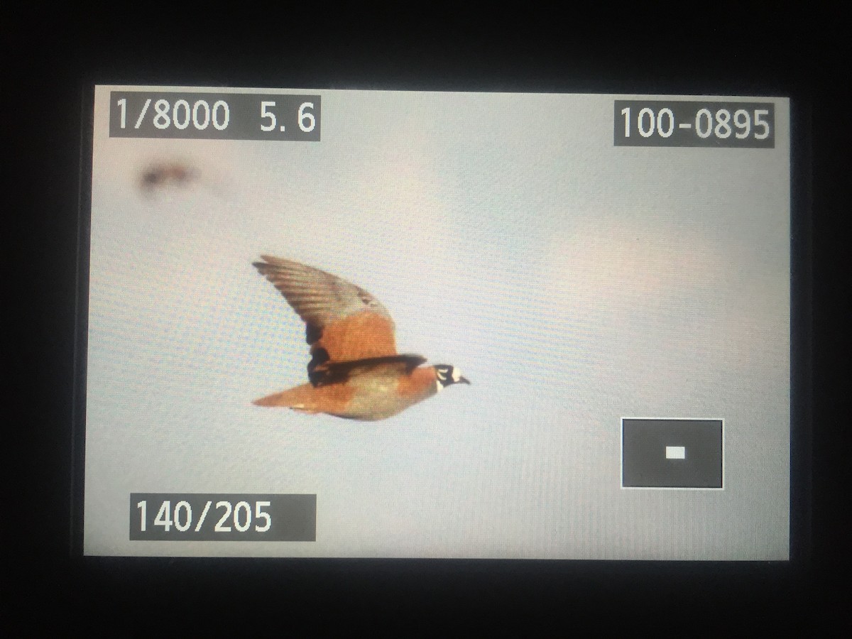 Flock Bronzewing - ML51508041