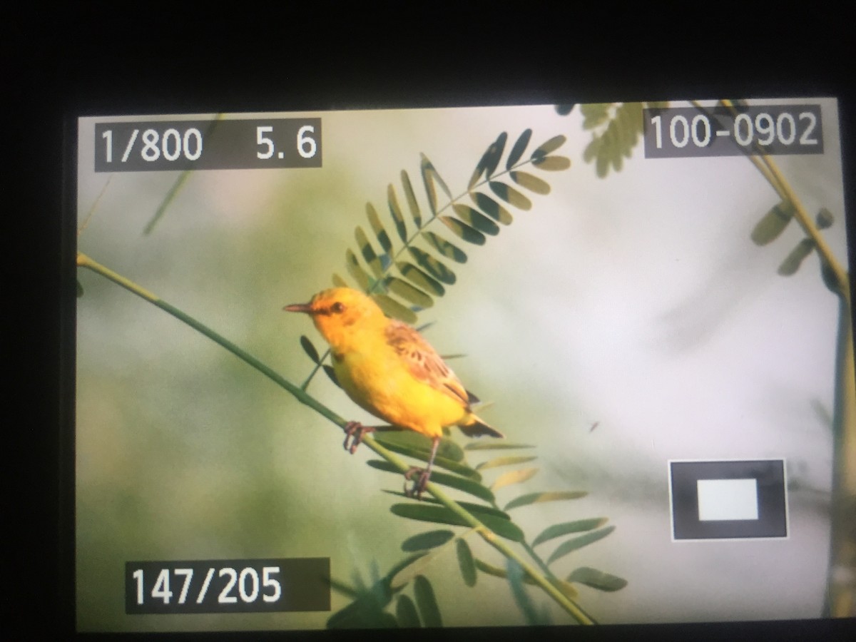 Yellow Chat - ML51508081