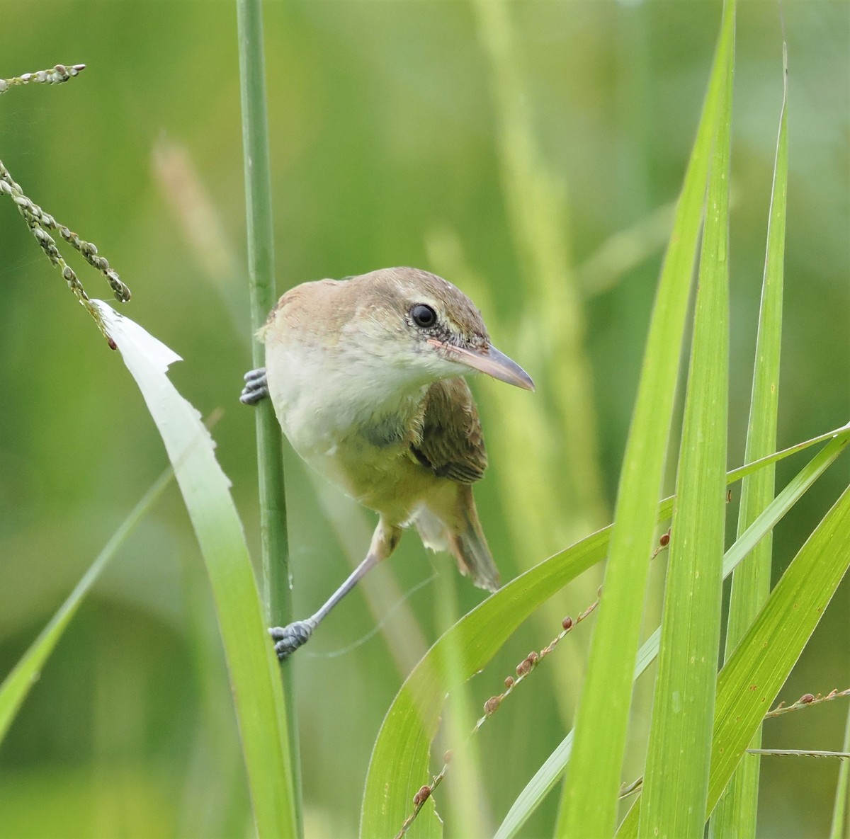 Oriental Reed Warbler - ML515080851