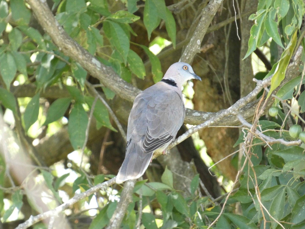 Mourning Collared-Dove - ML515081051