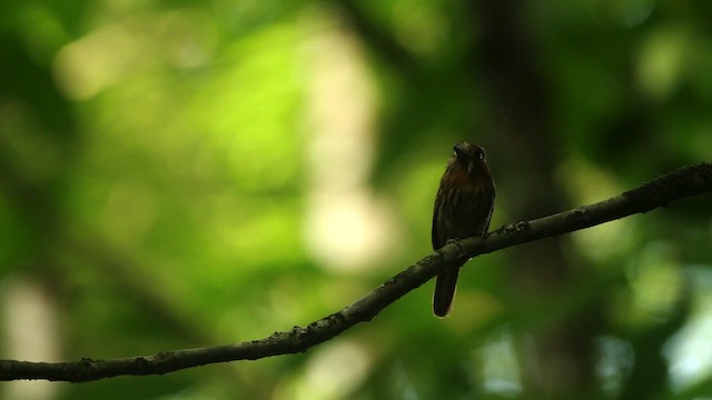 White-whiskered Puffbird - ML515082