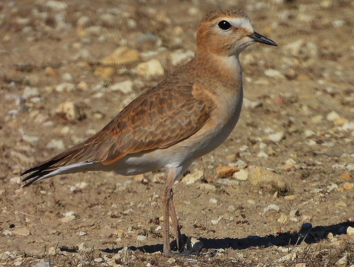 Chorlito Llanero - ML515083041