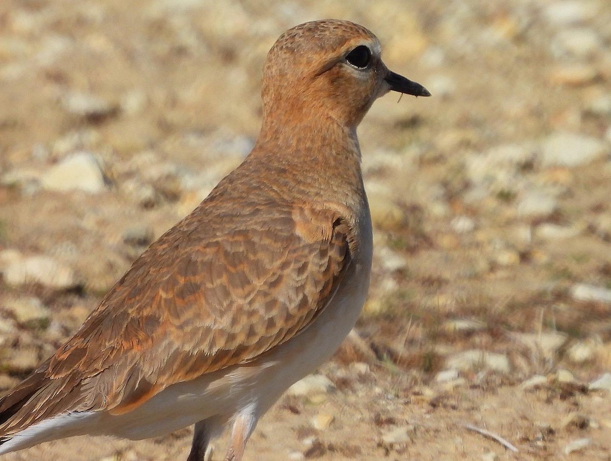 Mountain Plover - Nick & Jane