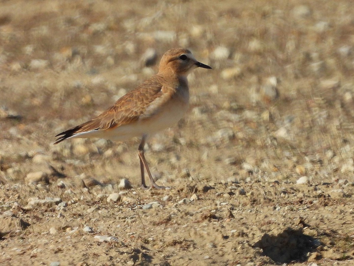 Mountain Plover - ML515083061