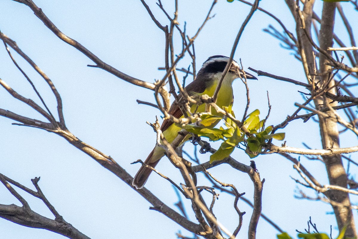 Boat-billed Flycatcher - ML515083781