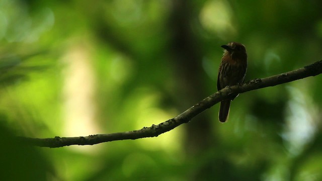 White-whiskered Puffbird - ML515084