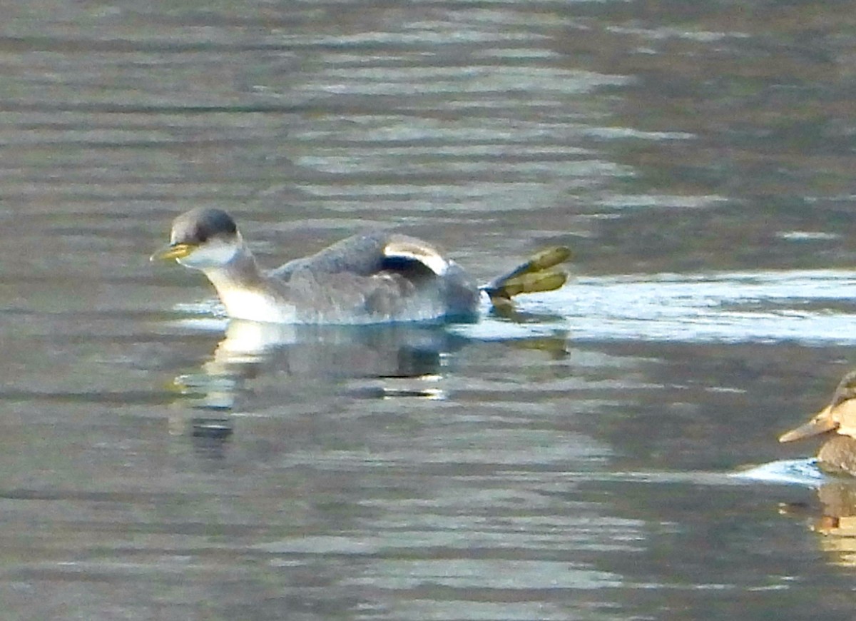 赤頸鸊鷉 - ML515084391