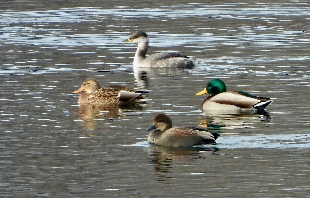 Red-necked Grebe - ML515084401