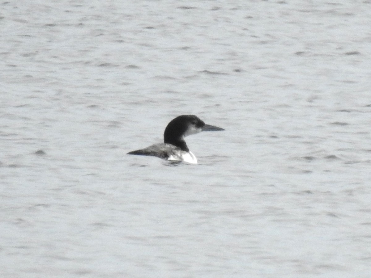 Common Loon - ML515086731