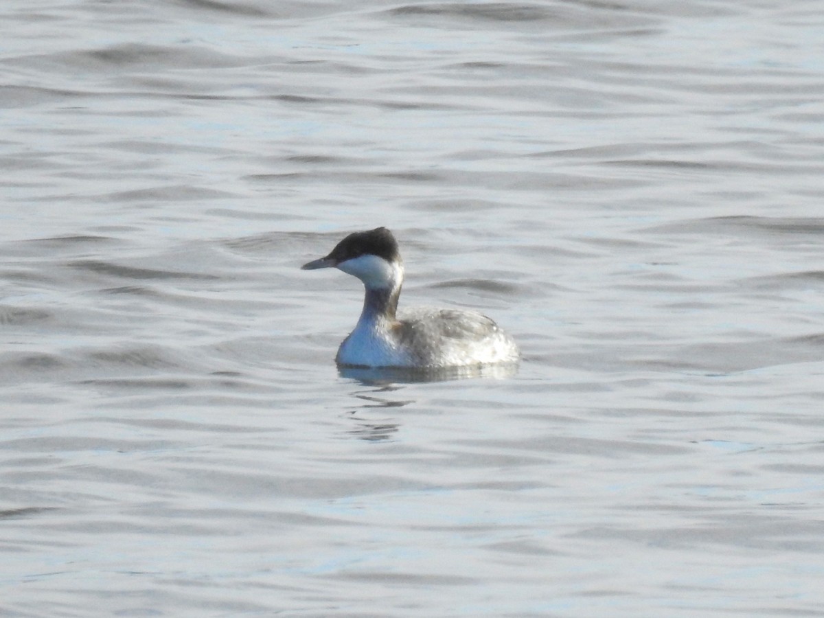 Horned Grebe - Roger Massey