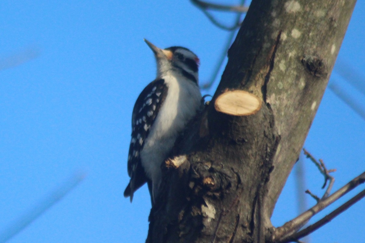 Hairy Woodpecker - Patricia and Richard Williams