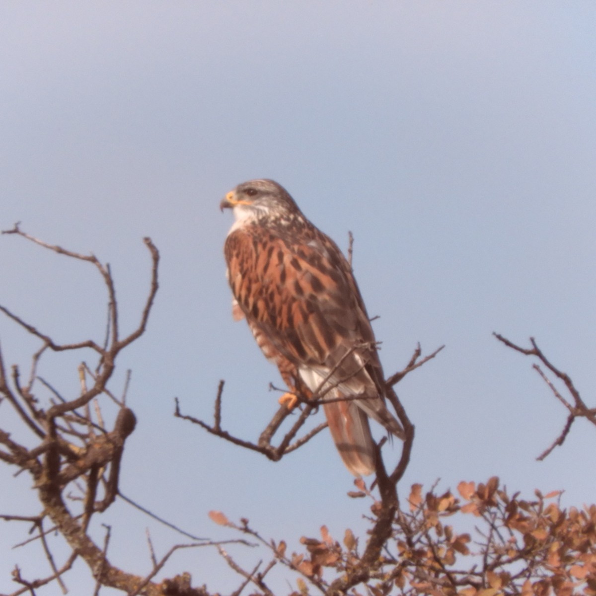 Ferruginous Hawk - ML515087561